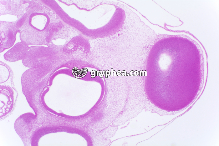 Embryon de Poulet 72h x10 - gryphea.com